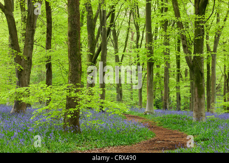 Bluebell Teppich in einem Buche Waldgebiet, West Woods, Wiltshire, England. Frühjahr 2012 (Mai). Stockfoto