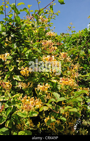 Wilden Geißblatt blühende Hecke. Blätter, die Anzeichen von mineralischen Auswaschung durch übermäßige regen. Stockfoto