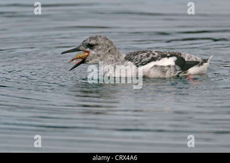 Schwarz Guillemot oder "Tystie" (Cepphus Grylle) im Winterkleid, Fütterung auf gemeinsame Blenny im Hafen von Lerwick, Shetland. Oktober. Stockfoto