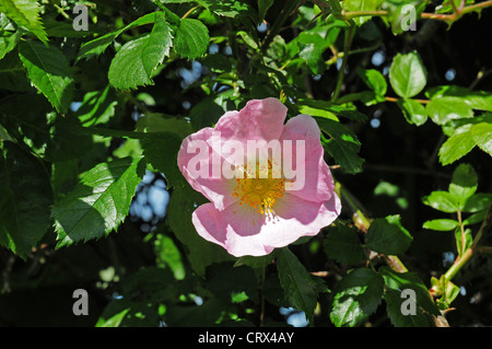 Blume der Hundsrose Rosa Canina in Hecke blüht. Stockfoto