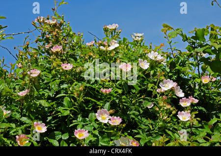 Heckenrosen, Rosa Canina in englischen Hecke blüht. Stockfoto