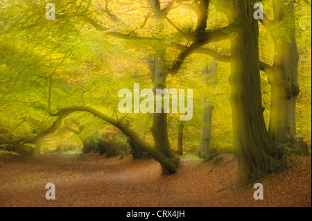 Soft-Fokus auf Buche und Herbst fährt um Ashridge Wald In Hertfordshire, England. Oktober. Stockfoto