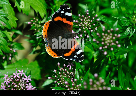 Red Admiral Fütterung auf Phuopsis Stylosa Blumen. Dorset, UK Juni 2012 Stockfoto