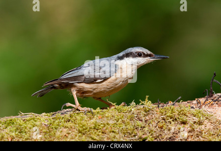 ein Kleiber thront auf einem alten Baumstamm Stockfoto