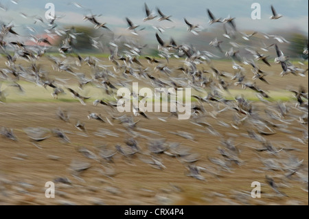 Herde von Pink-footed Gänse (Anser Brachyrhynchus) ausziehen aus Zuckerrüben Feld mit Motion blur. Norfolk. November. Stockfoto