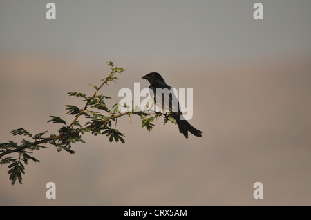 Schwarzer Drongo Stockfoto