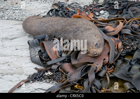 Arctocephalus Forsteri oder Neuseeland Seebär auf der Kaikoura Halbinsel. Stockfoto