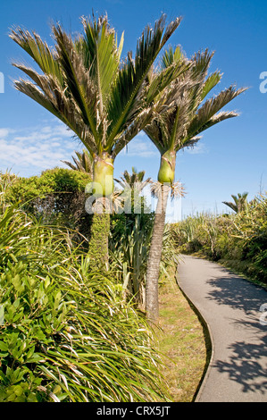 Nikau-Palmen in Punakaiki an der Westküste der Südinsel Neuseelands Stockfoto