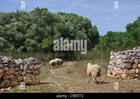 Eingang zu dem prähistorische, archäologische Gelände von Trepucó, in der Nähe von Mahon, Menorca, Balearen, Spanien Stockfoto