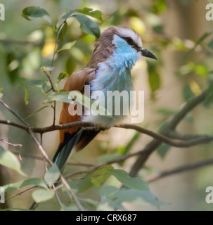 Schläger Tailed Roller Vogel, Close Up Stockfoto