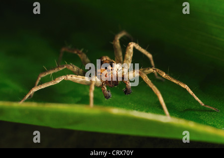 CRAB SPIDER oder Jäger RIESENSPINNEN, Heteropoda Arten, Sparassidae Stockfoto