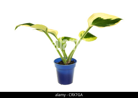 Hosta "breiter Krempe" mit Herz Anlage geformt Glaucous mit Fett breiten cremefarbenen Rand isoliert gegen Stockfoto