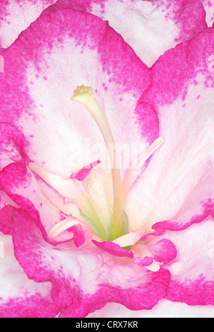 Nahaufnahme von Azalea Blume Stockfoto
