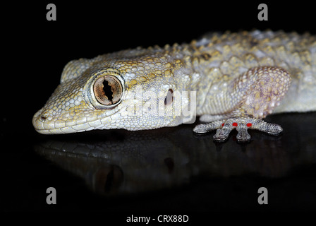 Portratit der europäischen gemeinsamen Gecko vom dunklen Hintergrund gespiegelt Stockfoto