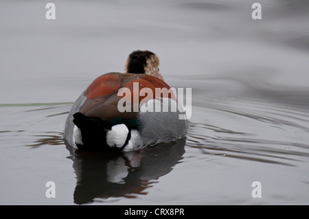 Gemeinsamen Tafelenten Aythya 40-jähriger Stockfoto