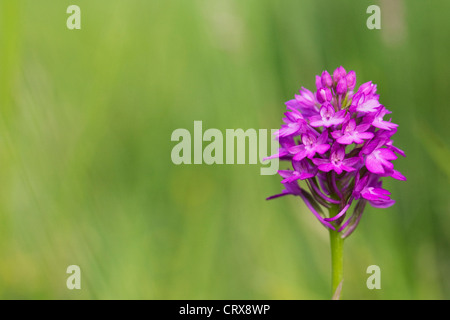 Anacamptis Pyramidalis. Pyramiden-Orchidee in einer Wildblumenwiese. Stockfoto