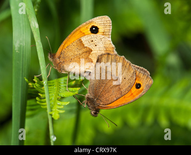 Wiese braun Schmetterlinge Paarung Stockfoto