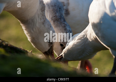 Schneegans (Chen Caerulescens) Fütterung, WWT, Barnes, London Stockfoto