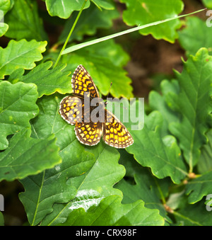 Heide Fritillary Schmetterling ruht auf Eiche Blätter Stockfoto