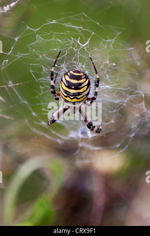 Wasp Spider (Argiope Bruennichi) Stockfoto