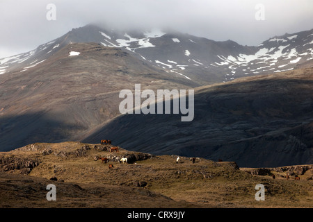 Berge, Südküste in der Nähe von Hoefn mit Islandpferde, Island, Europa Stockfoto