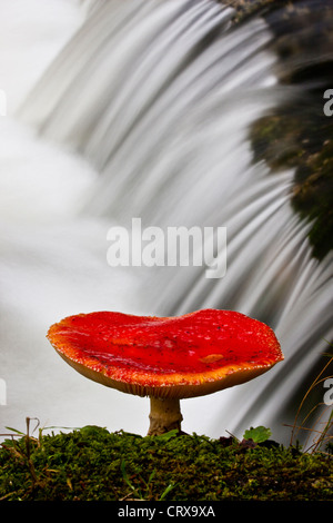 Ein roter Pilz steht an einem rauschenden Bach in Portela tun Leonte, in Geres-Nationalpark. Stockfoto