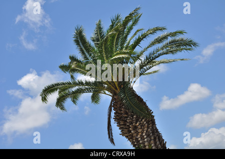 Palme gegen blauen Himmel und weiße Wolken Stockfoto