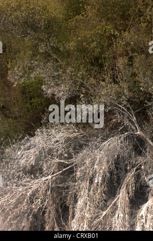 Bäume und Vegetation bedeckt in Asche Ablagerungen, Wai-O-Tapu Thermal Wonderland, Neuseeland. Stockfoto