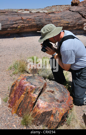 Versteinerte Forest National Park, Arizona, USA Stockfoto