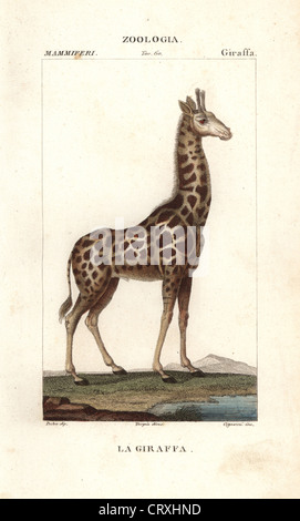 Giraffe, Giraffe Giraffa. Stockfoto