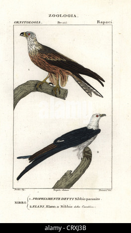 Gelb-billed Kite, Milvus Aegyptius und Swallow-tailed Drachen, Elanoides Forficatus. Stockfoto