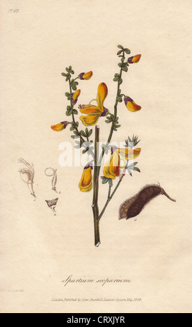 Gemeinsamen Besen Baum, Cytisus Scoparius. Stockfoto