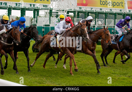 Starttor des Pferderennens: Royal Ascot, auf der Pferderennbahn von York. Stockfoto