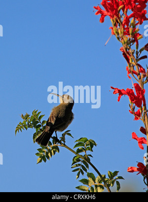 Weiblichen südlichen Doppel-Kragen Sunbird oder weniger Doppel-Kragen Sunbird (Cinnyris Chalybeus) Stockfoto