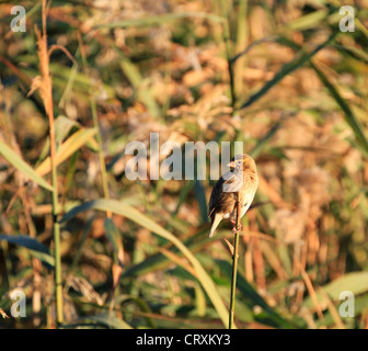 Eine weibliche Südlichen maskierte Weber oder Afrikanische maskierte Weaver (Ploceus velatus), Westen Cape Provinz, in Südafrika. Stockfoto