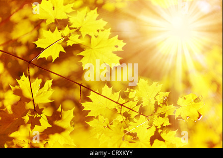 neue gelbe Maple Leaf und Sonne Strahl Stockfoto