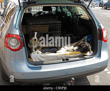 Zwei Hunde im Auto Milton Stockfoto