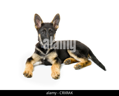 Deutscher Schäferhund-Welpen Stockfoto