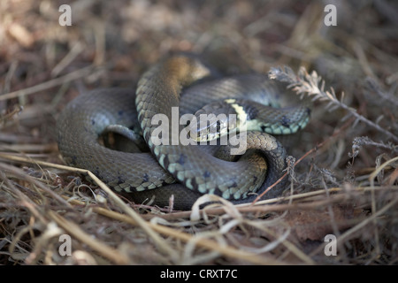 Ringelnatter, Natrix Natrix aufgerollt in Dorset, Großbritannien Stockfoto