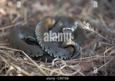 Ringelnatter, Natrix Natrix aufgerollt in Dorset, Großbritannien Stockfoto