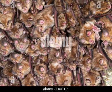 Eine Kolonie der großen Hufeisenfledermäuse (Rhinolophus ferrumequinum) an der Decke eines verlassenen Klosters, der Republik Georgien, Kaukasus. Stockfoto