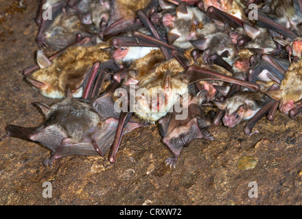 Erwachsener und Subadult lesser mouse-eared Fledermäuse (Myotis blythii) in einer Kolonie (der Republik Georgien, Kaukasus). Stockfoto