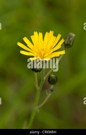 Grobe Hawk-Bart, Crepis Biennis, wächst in Kreide Grünland, Surrey, UK Stockfoto