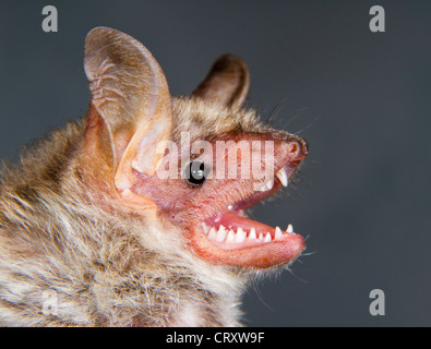 Porträt der weniger Maus-eared Fledermaus (Myotis Blythii), die Republik von Georgia, Caucasus. Stockfoto