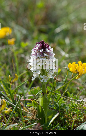 Verbrannt-Tip Orchidee, Neotinea Ustulata, frühe Form, wächst in Kreide Downland, Wiltshire, UK Stockfoto