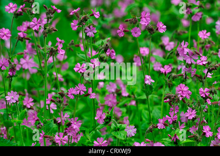 rote Campion Silene Dioica mehrjährige Stockfoto