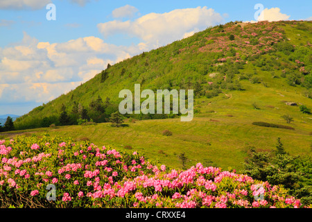 Entlang der Appalachian Trail Motor Lücke, schauen am Jane kahle, Roan Mountain Carvers Lücke, Tennessee / North Carolina, USA Stockfoto