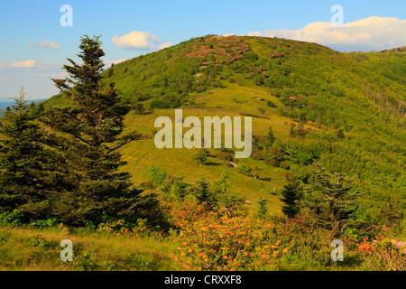 Entlang der Appalachian Trail Motor Lücke, schauen am Jane kahle, Roan Mountain Carvers Lücke, Tennessee / North Carolina, USA Stockfoto