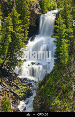 Undine verliebt sich in Yellowstone-Nationalpark, Wyoming, USA Stockfoto