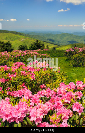 Schauen Sie sich Jane kahle, Roan Mountain, Tennessee auf grasbewachsenen Grat / North Carolina, USA Stockfoto